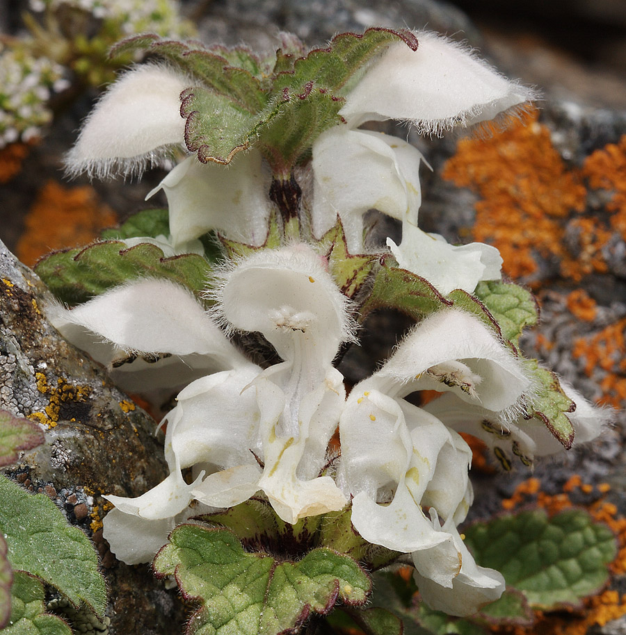 Image of Lamium tomentosum specimen.