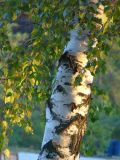 Betula pendula