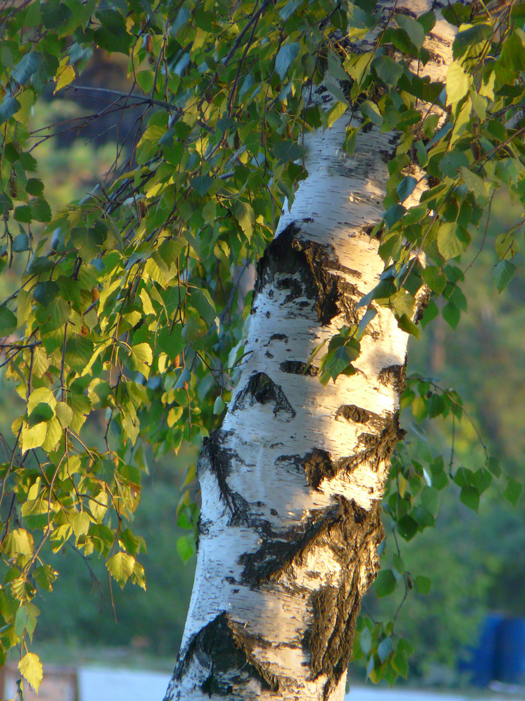 Изображение особи Betula pendula.