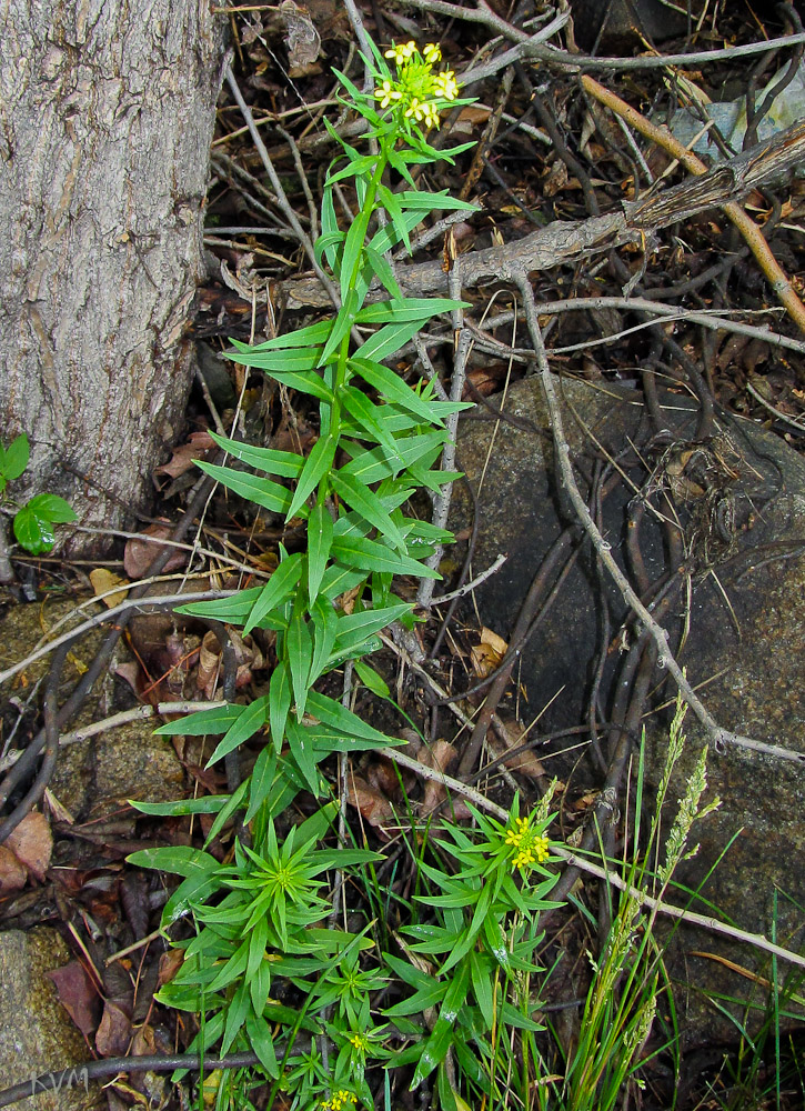 Изображение особи Erysimum cheiranthoides.