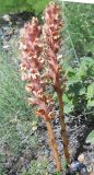 Orobanche kurdica