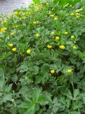 Ranunculus repens. Цветущие растения. Крым, Ялта, русло р. Дерекойки. 25 апреля 2012 г.
