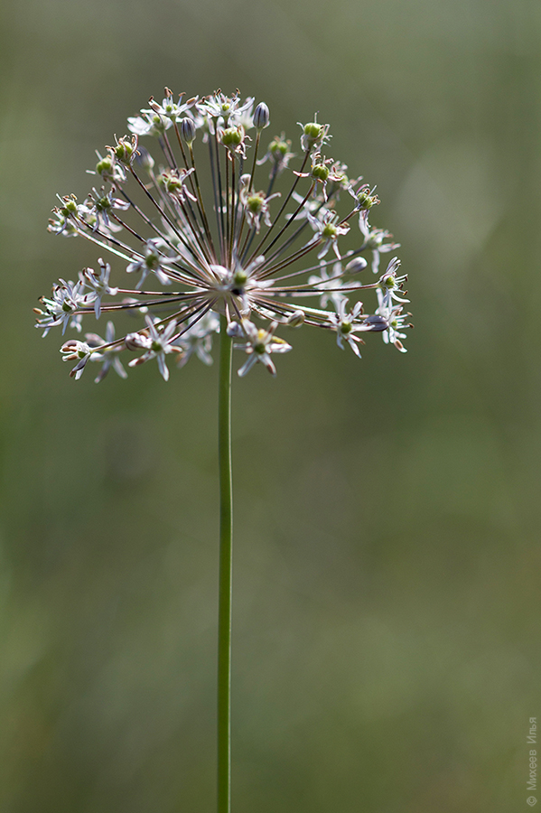 Изображение особи Allium decipiens.