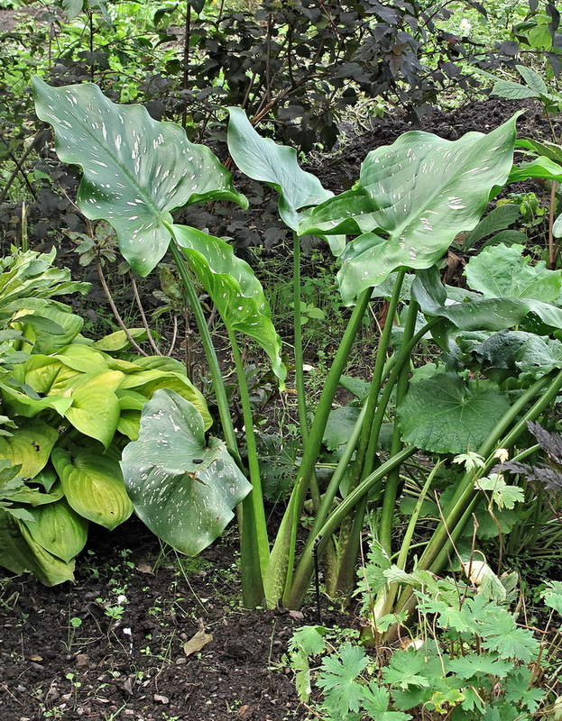 Image of Zantedeschia elliottiana specimen.