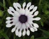genus Dimorphotheca