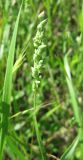 Brizochloa humilis. Соцветие. Крым, Симферополь, Петровские скалы. 20 мая 2009 г.