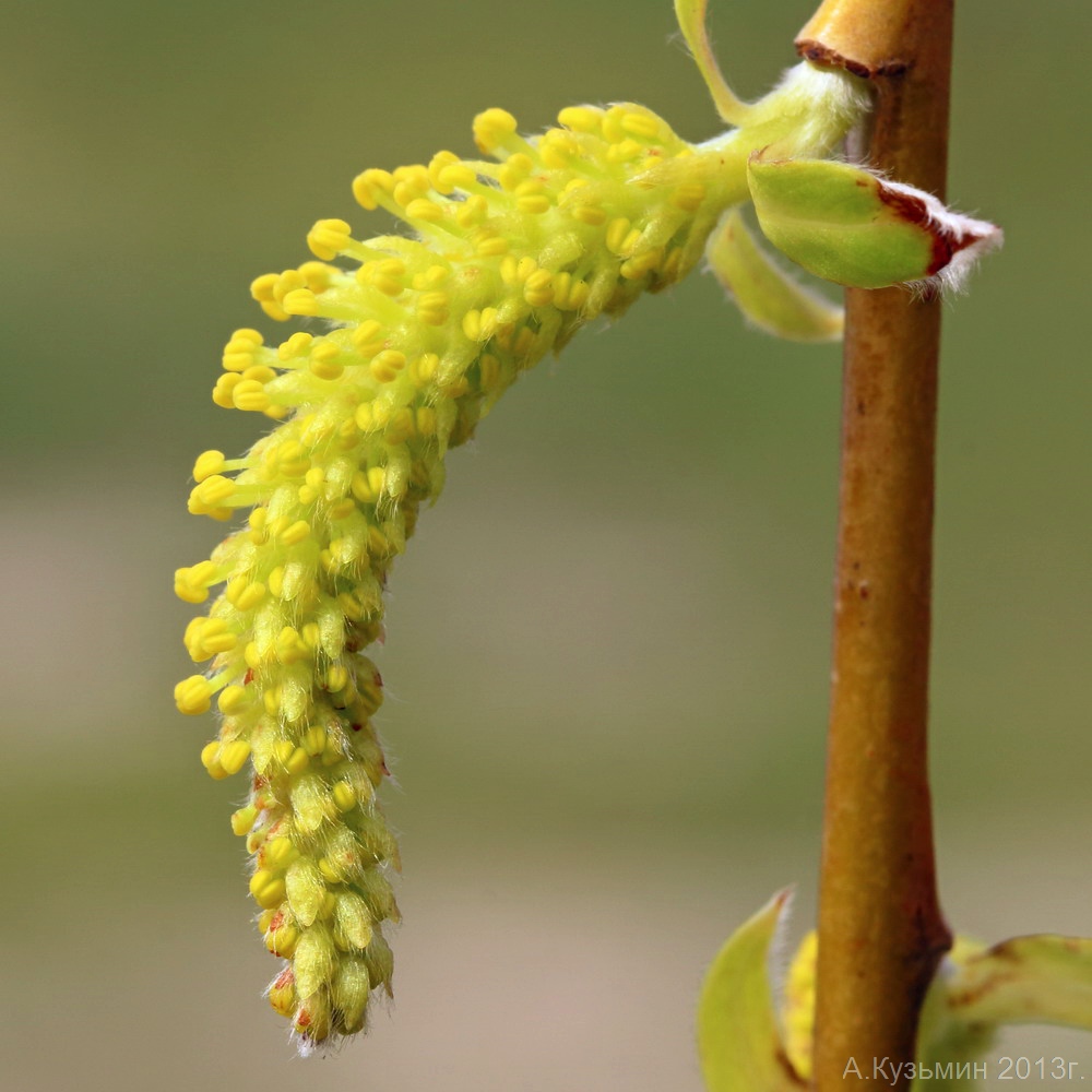 Изображение особи Salix &times; sepulcralis.