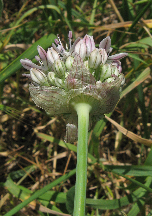 Изображение особи Allium quercetorum.