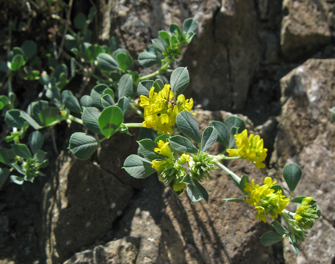 Image of Melilotoides cretacea specimen.