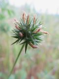 Trifolium leucanthum. Отцветающее соцветие. Южный берег Крыма, окр. пос. Гурзуф. 13.05.2013.