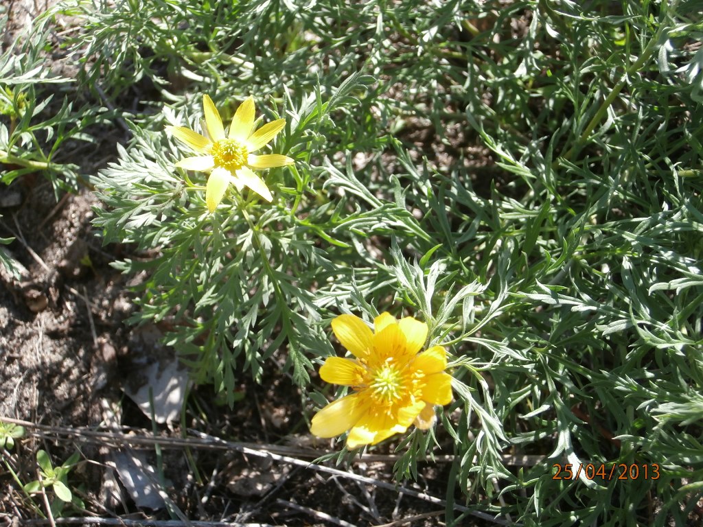 Image of Adonis volgensis specimen.