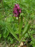 Dactylorhiza sambucina