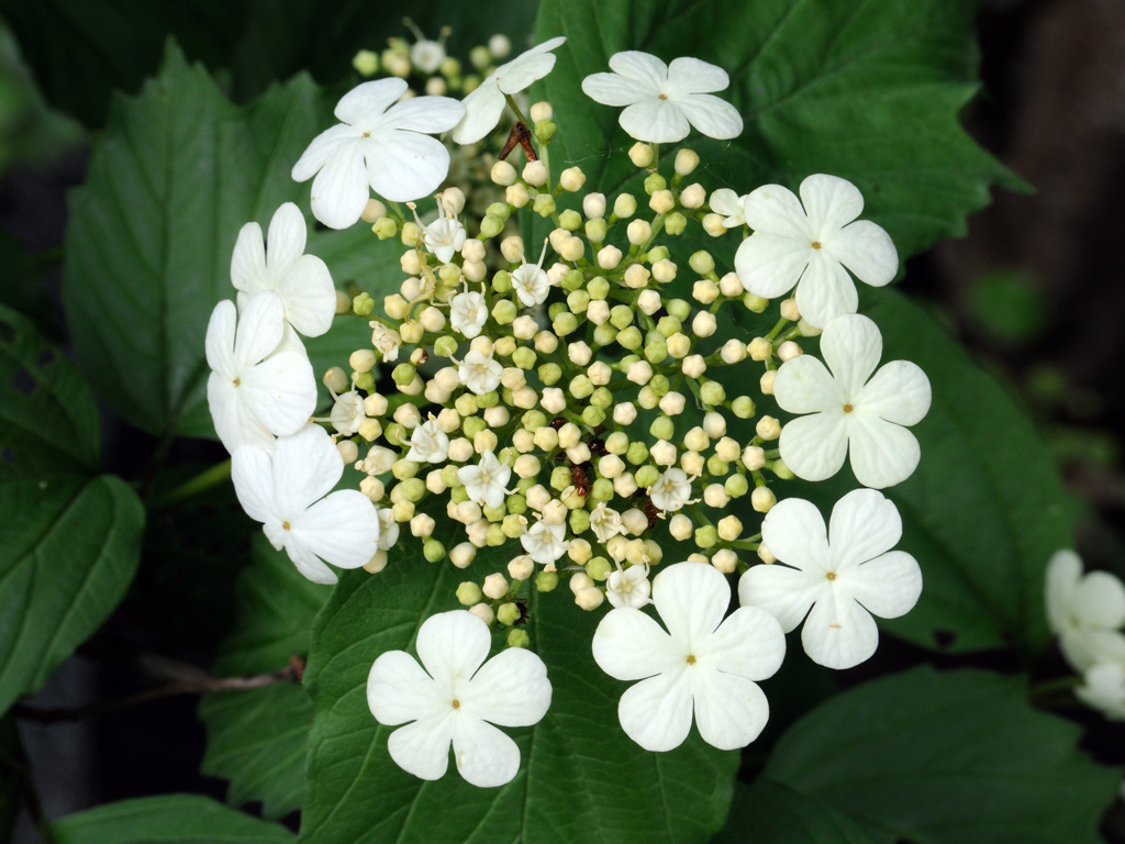 Изображение особи Viburnum opulus.