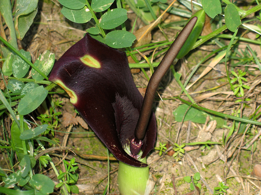 Image of Eminium lehmannii specimen.