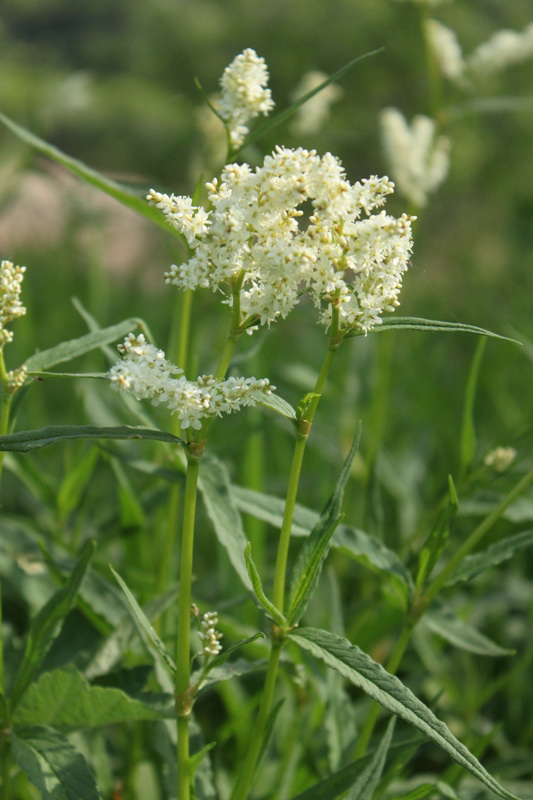 Изображение особи Aconogonon alpinum.