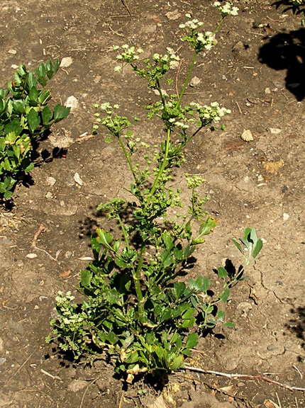 Image of Apium graveolens specimen.