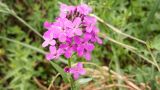 Hesperis sibirica