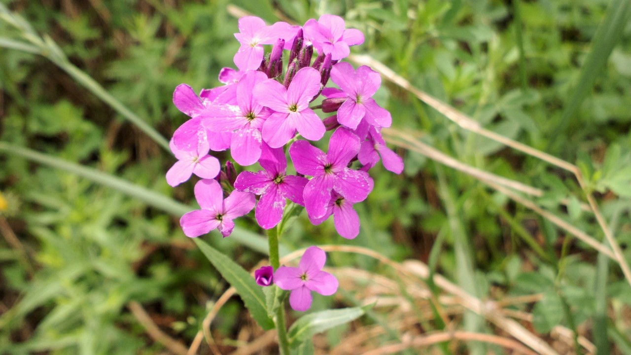 Изображение особи Hesperis sibirica.