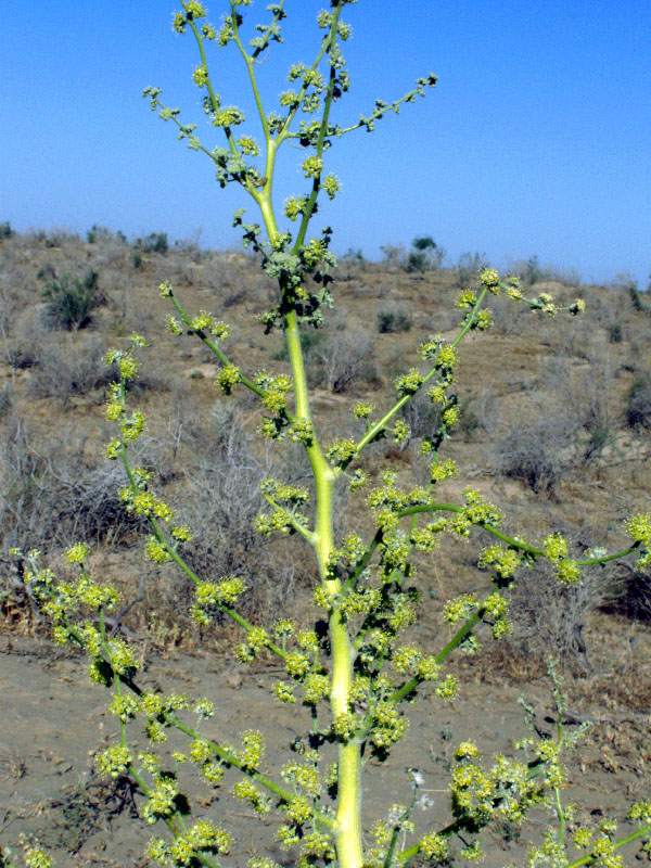 Image of Dorema sabulosum specimen.