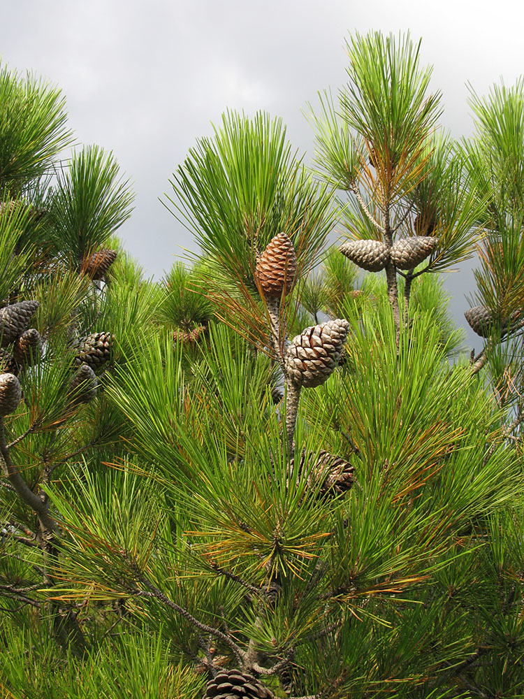 Image of Pinus pityusa specimen.