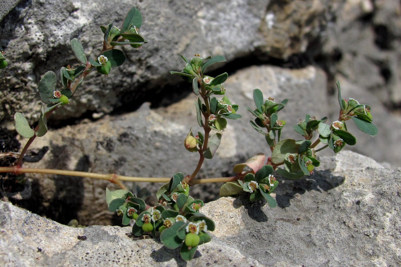 Изображение особи Euphorbia chamaesyce.