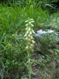 Digitalis viridiflora