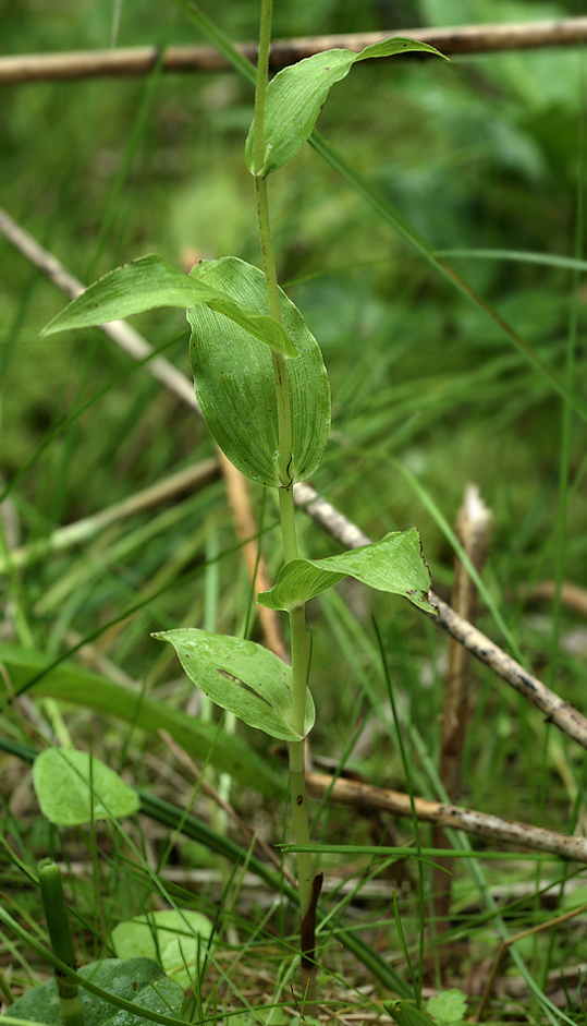 Изображение особи Epipactis helleborine.