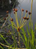 Butomus umbellatus. Соплодие. Краснодарский край, окр. г. Крымск, берег р. Адагум. 28.08.2013.