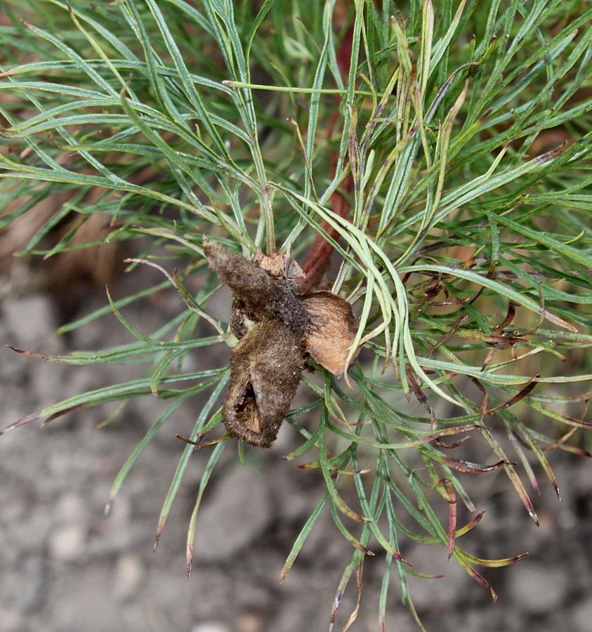 Изображение особи Paeonia tenuifolia.