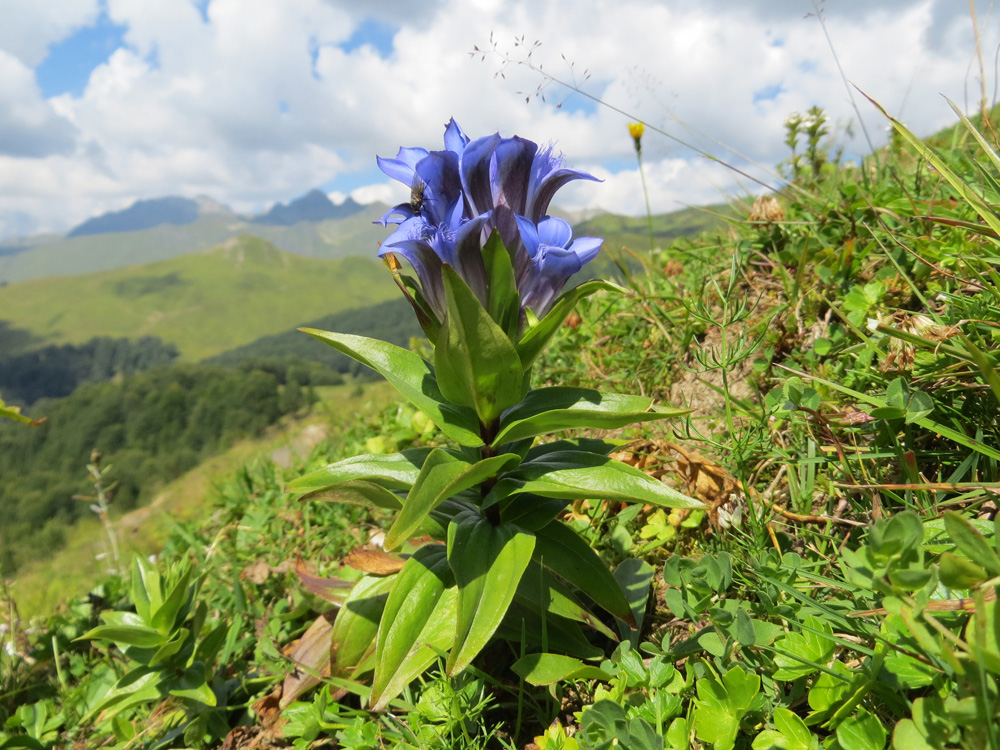 Изображение особи Gentiana septemfida.