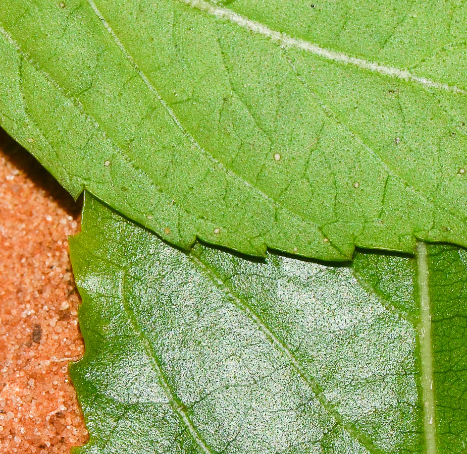 Image of genus Hibiscus specimen.