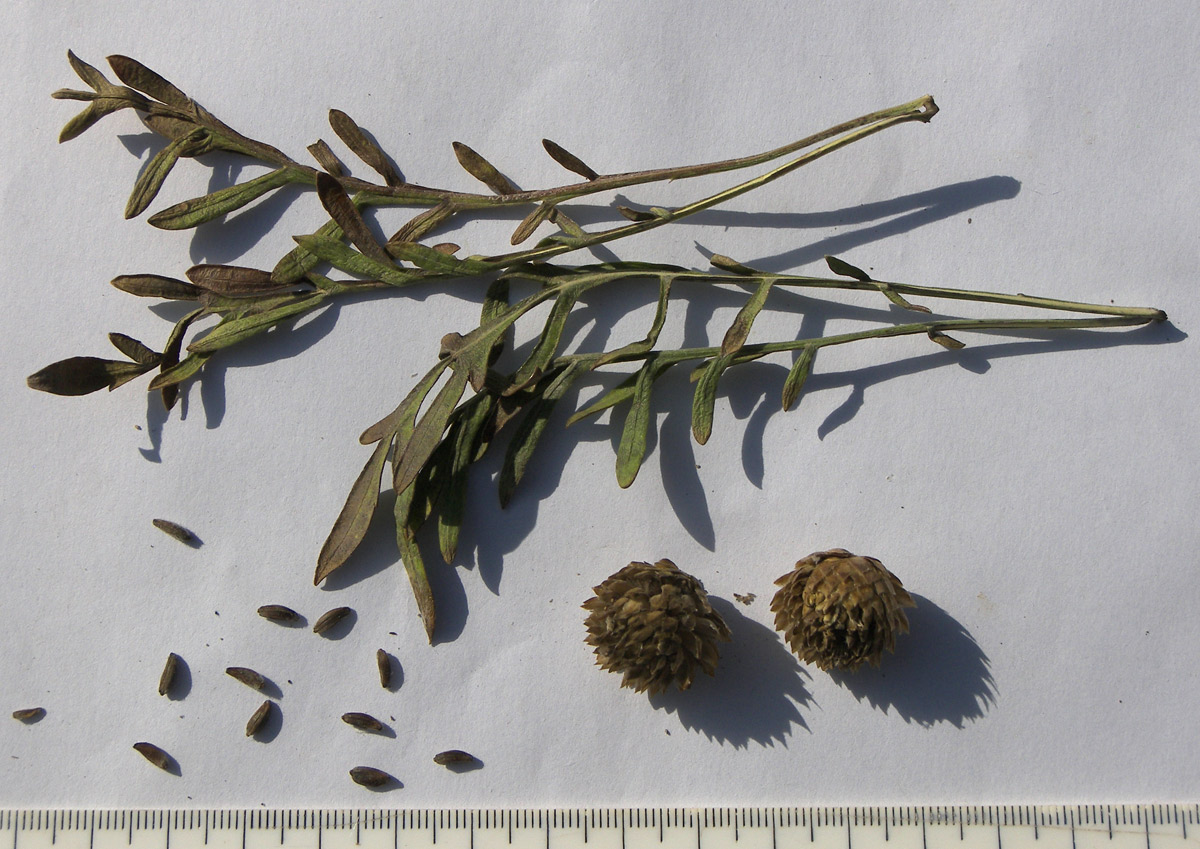 Image of Cephalaria coriacea specimen.