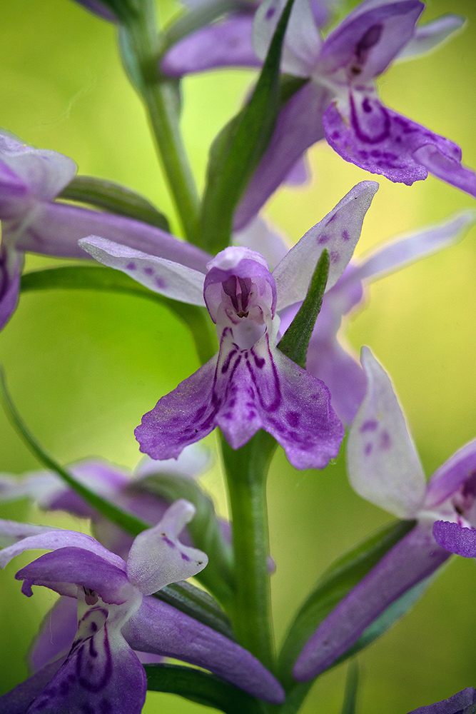 Image of Dactylorhiza urvilleana specimen.
