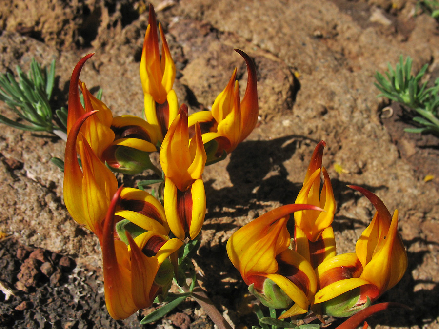 Image of Lotus maculatus specimen.