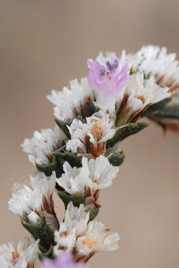 Image of Goniolimon strictum specimen.