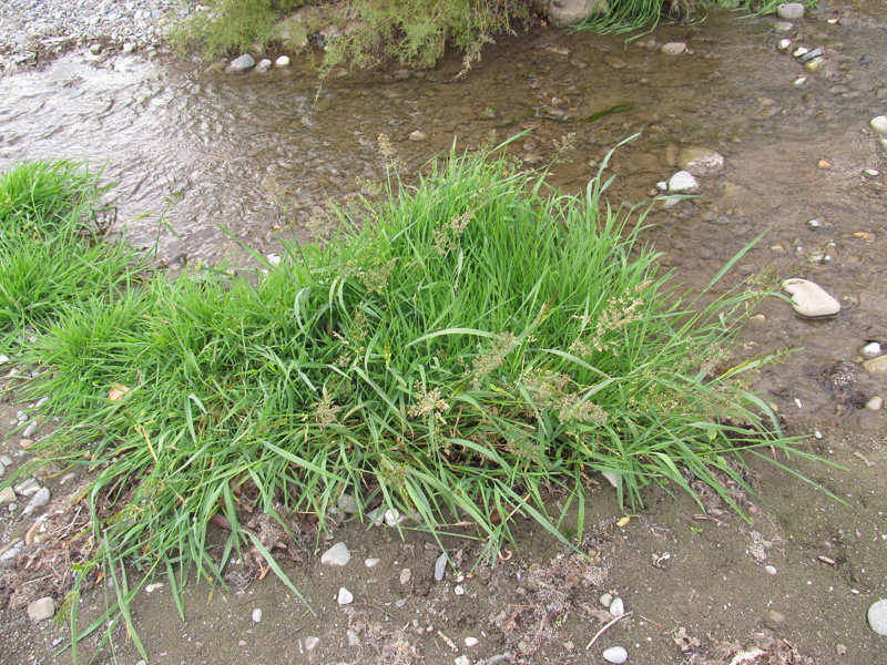 Image of Agrostis stolonifera specimen.