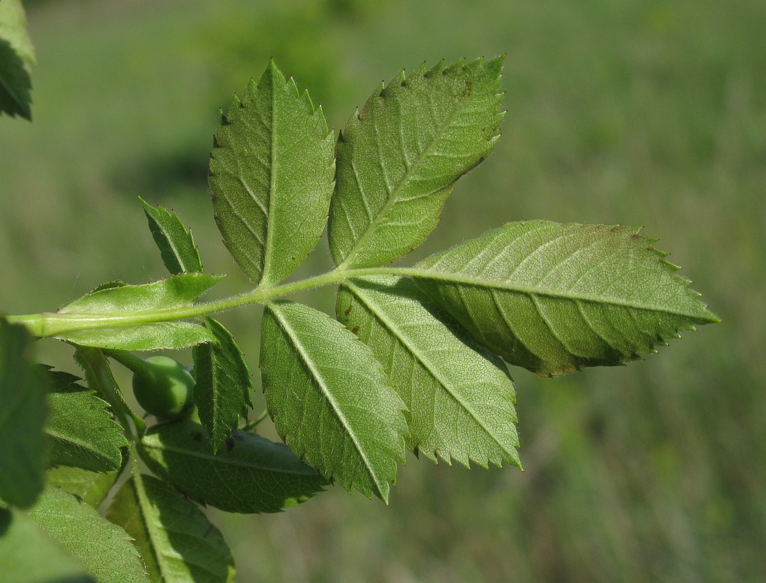 Image of genus Rosa specimen.