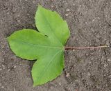 Liquidambar formosana. Лист. Германия, г. Дюссельдорф, Ботанический сад университета. 14.08.2013.