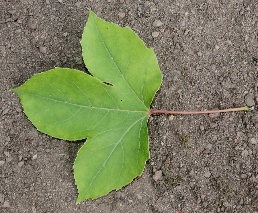 Image of Liquidambar formosana specimen.