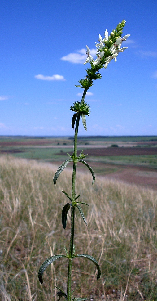 Image of Stachys recta specimen.