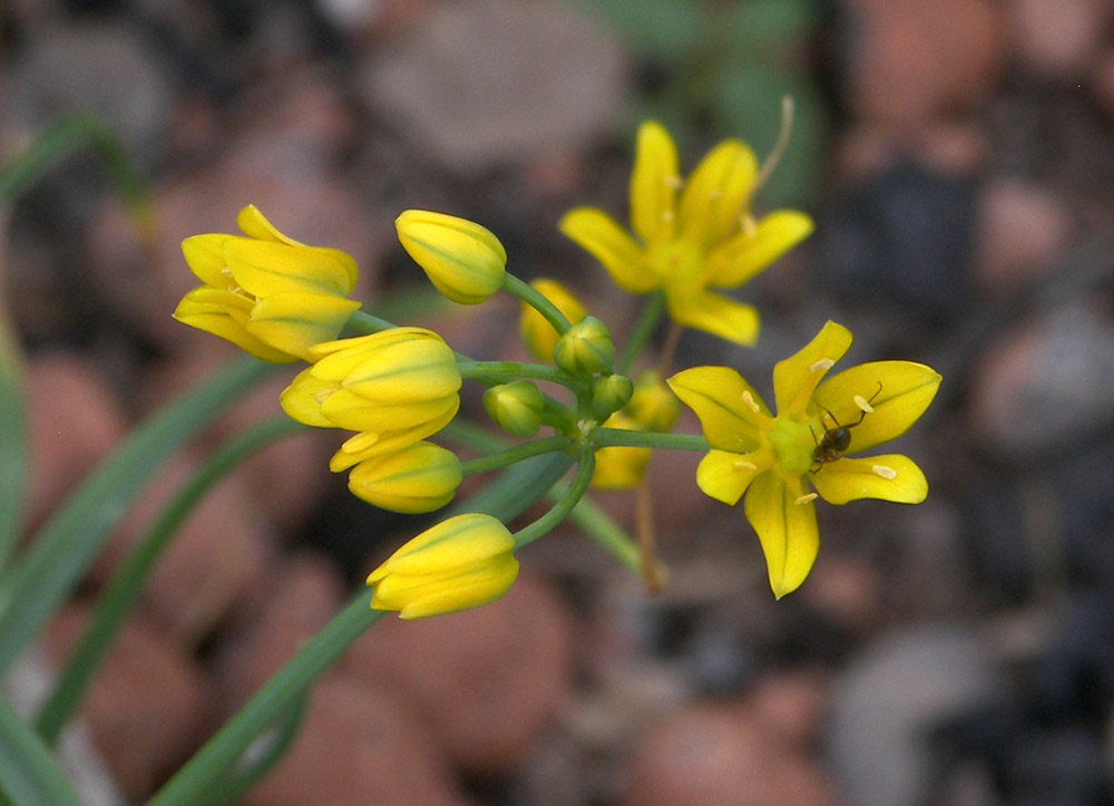 Изображение особи Allium scorzonerifolium.
