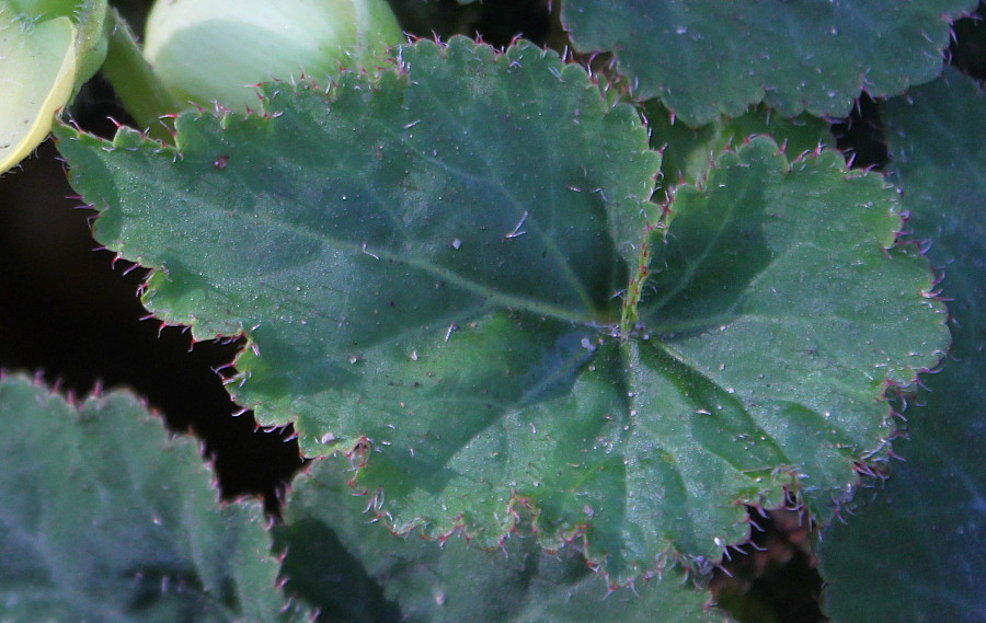 Изображение особи Begonia &times; tuberhybrida.