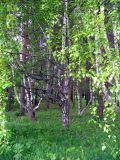 Betula pendula variety carelica. Взрослые деревья. Ярославская обл., Переславский р-н, национальный парк \"Плещеево озеро\", дендросад. 20 мая 2013 г.