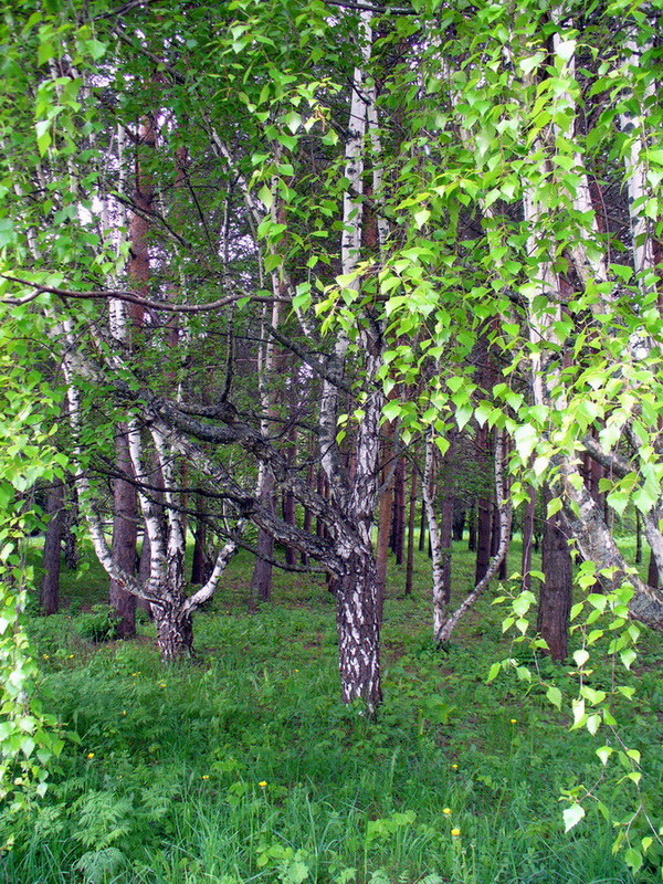 Image of Betula pendula var. carelica specimen.