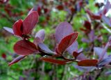 Berberis vulgaris форма atropurpurea. Верхняя часть побега; видна оборотная сторона листьев. Ярославская обл., Переславский р-н, национальный парк \"Плещеево озеро\", дендросад. 20 мая 2013 г.