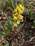 Pedicularis oederi