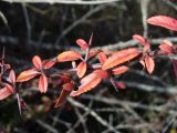 Pyracantha coccinea. Часть побега с шипами и листьями в осенней окраске. Крым, окр. Бахчисарая. 19 февраля 2011 г.