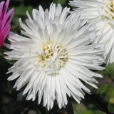 Image of taxon representative. Author is Тамара Риб