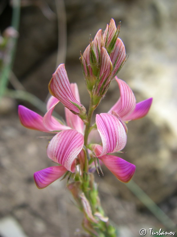 Image of Onobrychis jailae specimen.