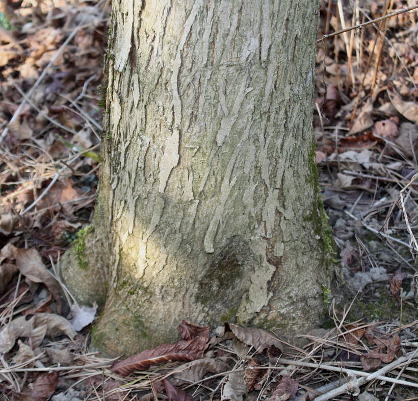 Изображение особи Carya tomentosa.